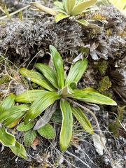 Celmisia spectabilis