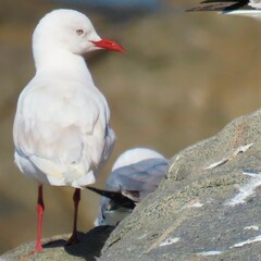 Chroicocephalus cirrocephalus poiocephalus