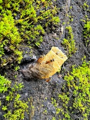 Tetragonisca angustula