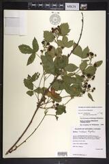 Rubus setosus
