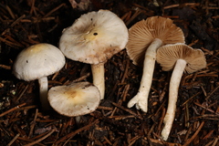 Inocybe armeniaca