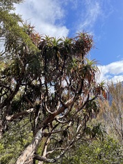 Dracophyllum traversii