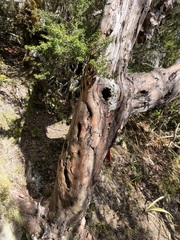 Dracophyllum traversii