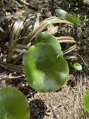 Ranunculus lyallii