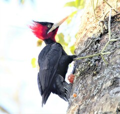 Campephilus leucopogon