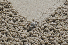 Dotilla wichmanni