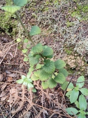 Image of Clinopodium menthifolium
