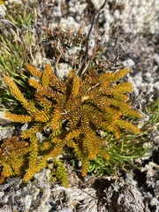 Austrolycopodium fastigiatum