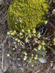 Kelleria