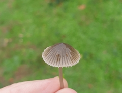 Mycena leptocephala