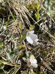 Ourisia