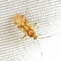 Heteroptera