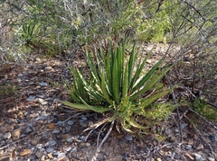 Agave univittata