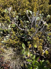 Brachyglottis bidwillii