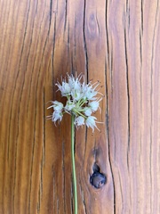 Allium ericetorum