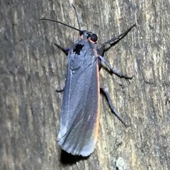 Virbia laeta