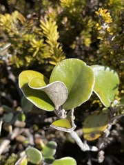 Brachyglottis bidwillii