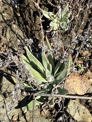 Dudleya abramsii setchellii