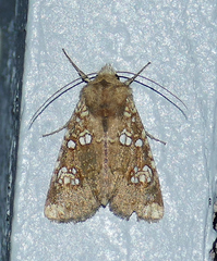 Hydroeciodes serrata