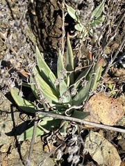 Dudleya abramsii setchellii