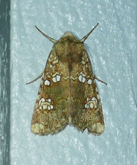 Hydroeciodes serrata