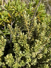 Olearia nummulariifolia