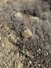 Dudleya abramsii setchellii