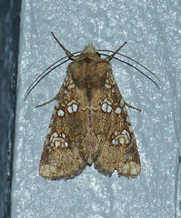 Hydroeciodes serrata