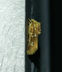Hydroeciodes serrata