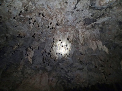 Pteropus alecto