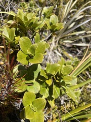 Coprosma serrulata