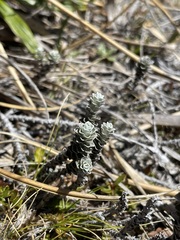 Leucogenes grandiceps