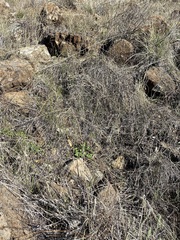 Calystegia subacaulis
