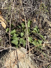 Calystegia subacaulis