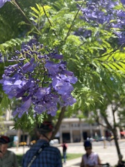 Jacaranda mimosifolia