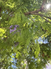 Jacaranda mimosifolia
