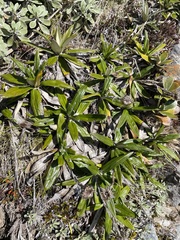 Celmisia spectabilis