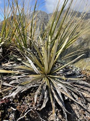 Celmisia armstrongii