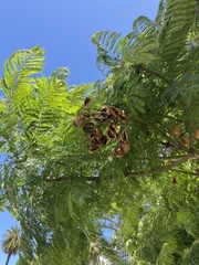 Jacaranda mimosifolia