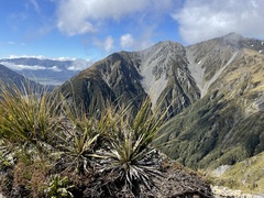 Celmisia armstrongii