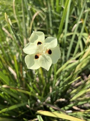 Dietes