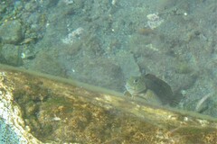 Parablennius parvicornis