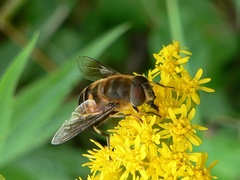 Eristalis similis