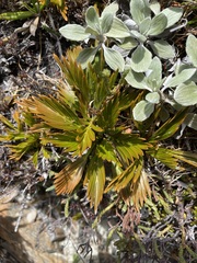 Aciphylla similis