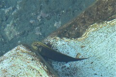 Ophioblennius atlanticus