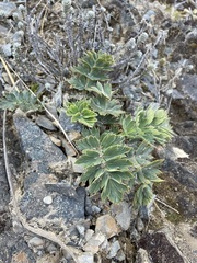 Anisotome pilifera
