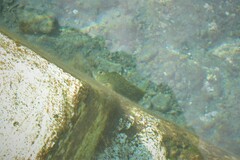 Parablennius parvicornis