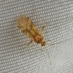 Heteroptera