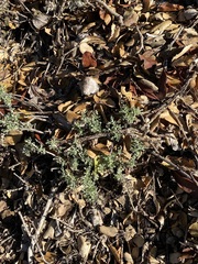 Eriophyllum confertiflorum