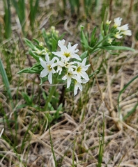 Tournefortia sibirica